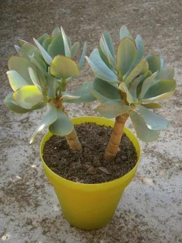 Blue Bird Jade Plant