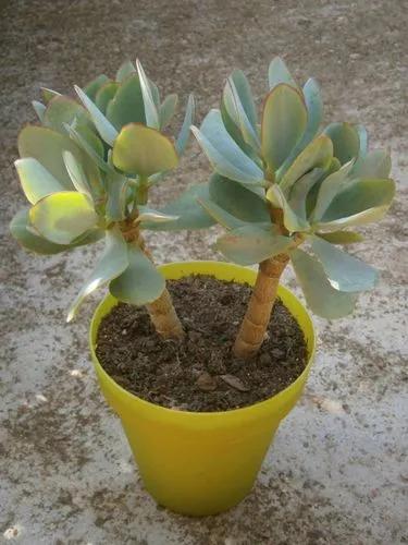 Blue Bird Jade Plant