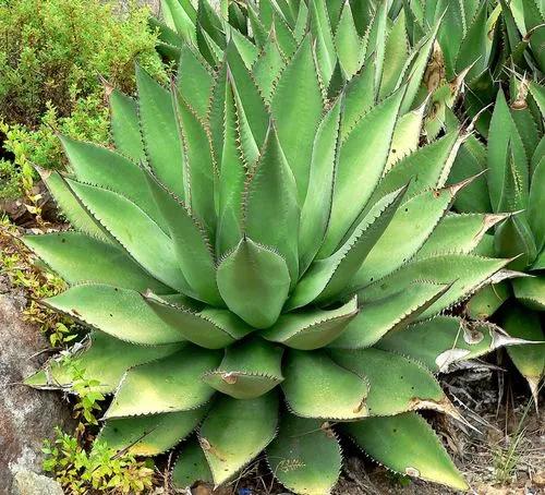 Coastal Agave