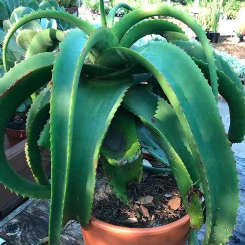 Aloe Vanbalenii