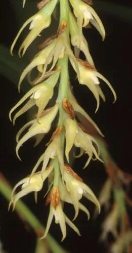 Bulbophyllum Keekee