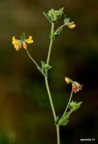 Flowering Plant