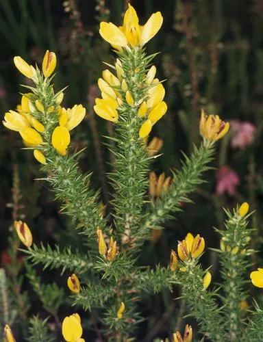 Ulex Minor