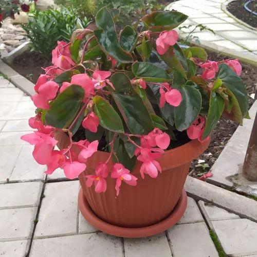 Foliage Begonia