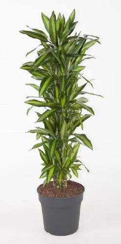 Dracaena Cintho