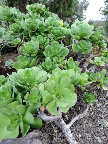 Aeonium Glutinosum