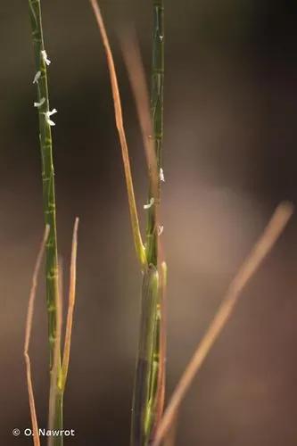 Bent-Spiked Head