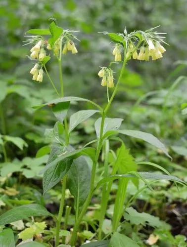 Symphytum Tuberosum