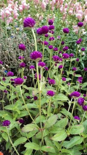 Common Globe-amaranth