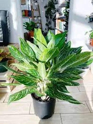 Golden Madonna Chinese Evergreen