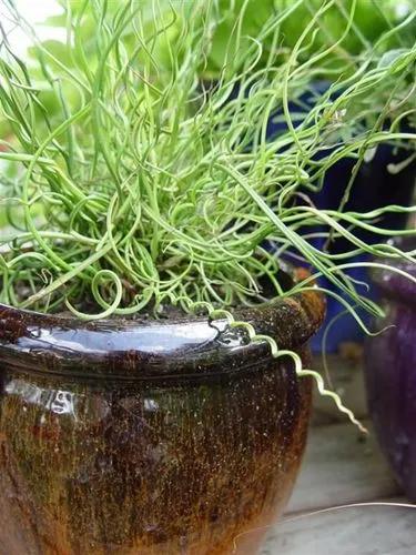 Juncus Big Twister