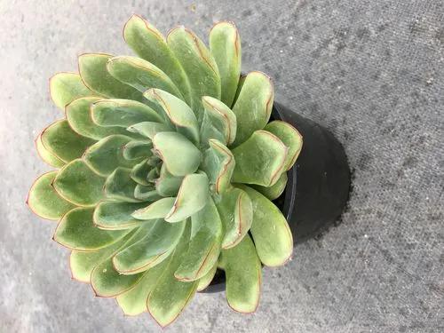 Echeveria Pelusida