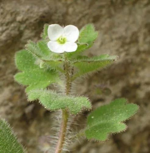 Cymbalaria Speedwell, Pale Speedwell