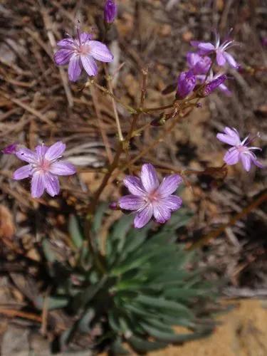 Echeverria Apus