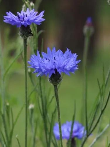 Cornflower