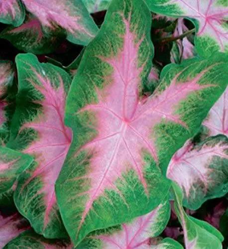 Caladium Kathleen Trans