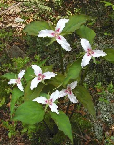 Painted Trillium