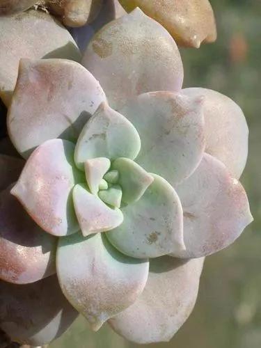 Graptopetalum Petandrum