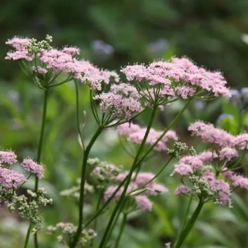 Chaerophyllum Hirsutum