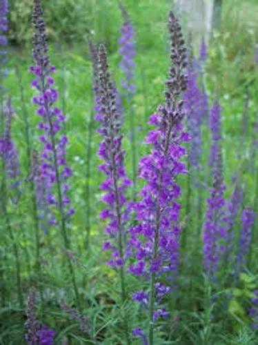 Purple Toadflax