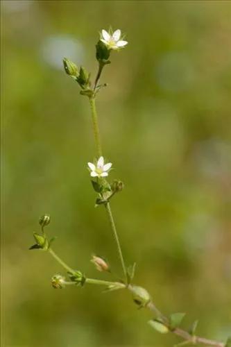 Thyme-leaf sandwort