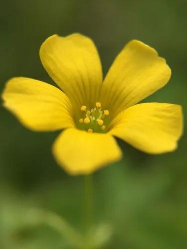 Creeping Yellow Woodsorrel