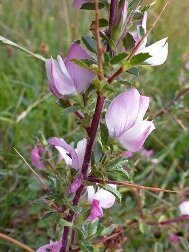 Spiny Restharrow, Just Restharrow