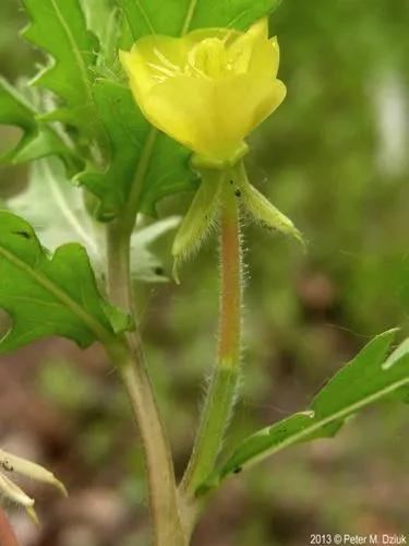 Cutleaf Evening Primrose