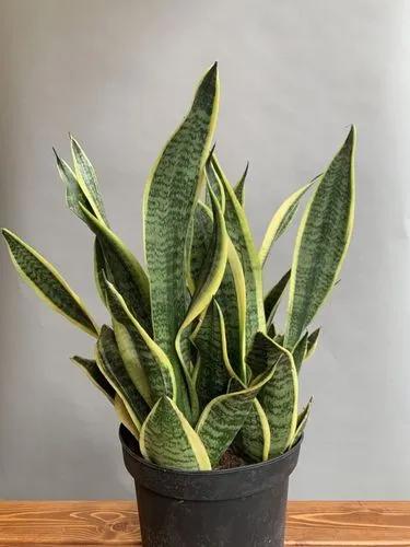 Sansevieria Trif. Futura Superba