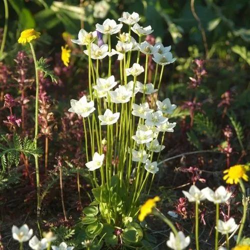 Parnassia Palustris