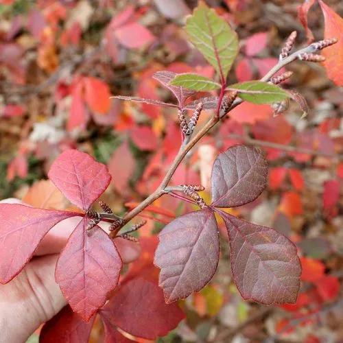 Rhus Aromatica