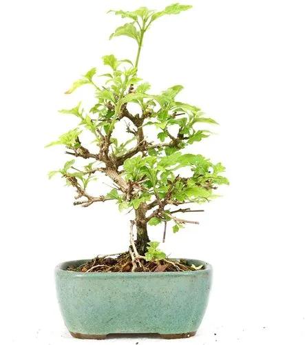 Musk Maple