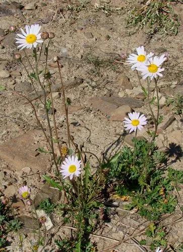 Chrysanthemum Zawadskii