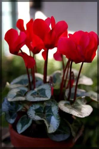 Cyclamen Mini