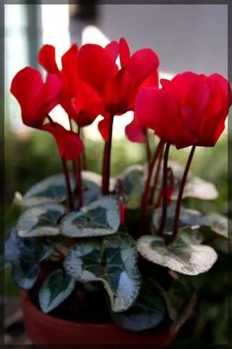 Cyclamen Mini