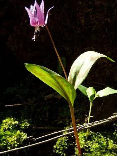 Erythronium Dens