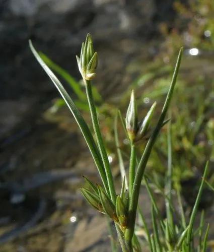 Toad Rush