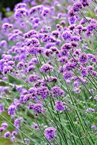 Garden Verbena