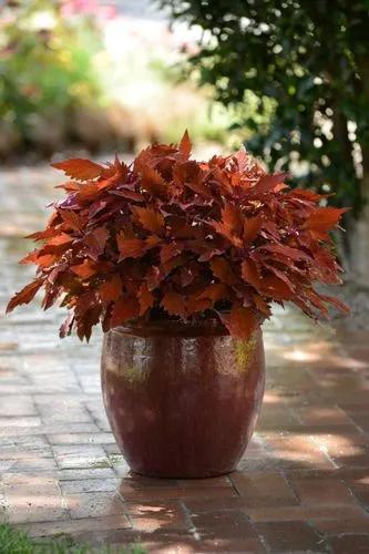 Flamethrower Habanero Coleus