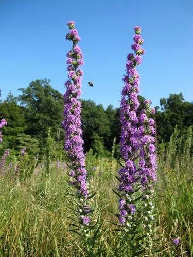 Rough Blazing Star