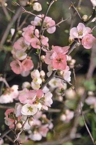 Flowering-quince