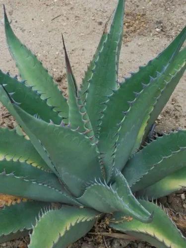 Agave Asperrima