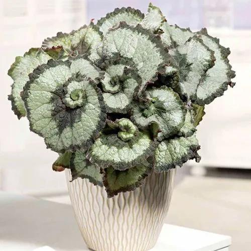 Rhizomatous Begonia 'escargot'