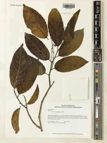 Homalium Integrifolium