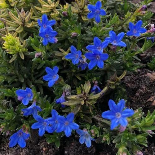 Lithodora Fruticosa