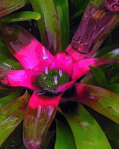 Bromeliad - Neoregelia Voodoo Doll