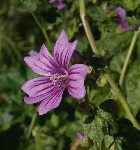 Sea Mallow