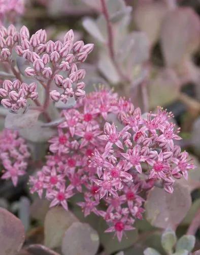 Ayers Rock Sedum