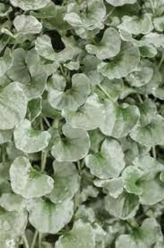 Dichondra Silver Falls