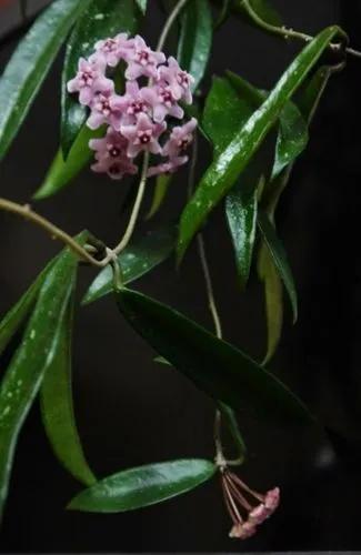 Hoya Minibelle